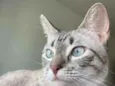 Lua