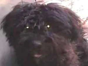 Cachorro raça Srd idade 1 ano nome Aila