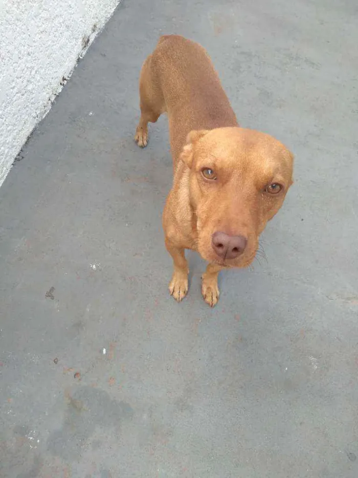 Cachorro raça Vira lata idade 2 anos nome Jony