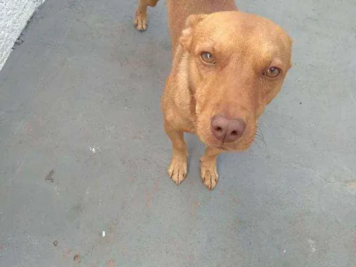 Cachorro raça Vira lata idade 2 anos nome Jony
