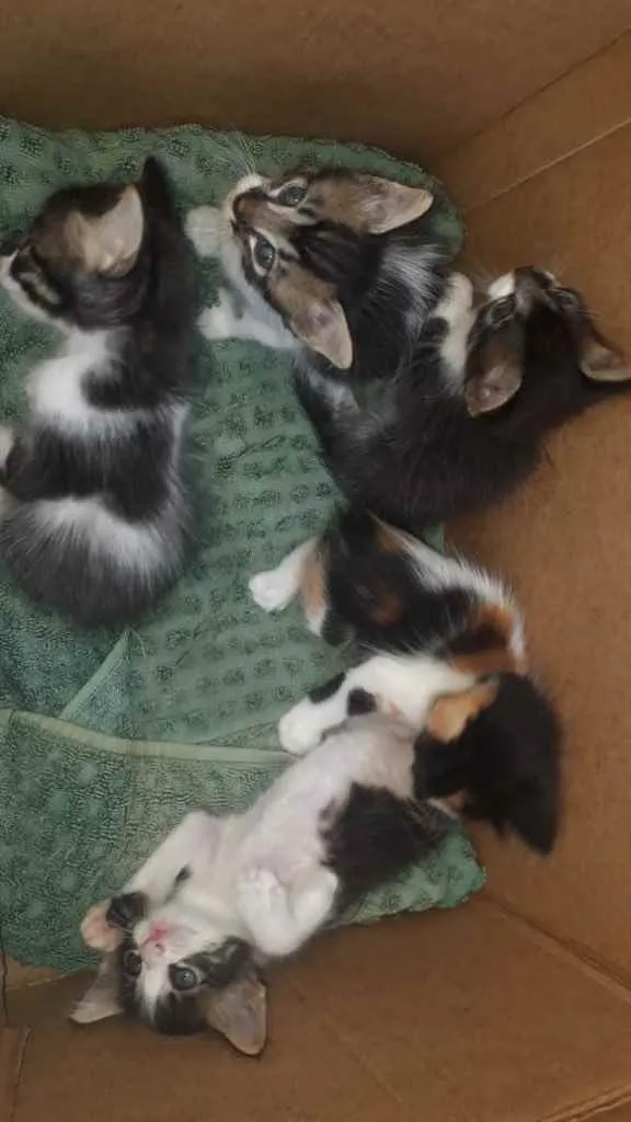 Gato raça Srd idade Abaixo de 2 meses nome Bebês 98639-4348