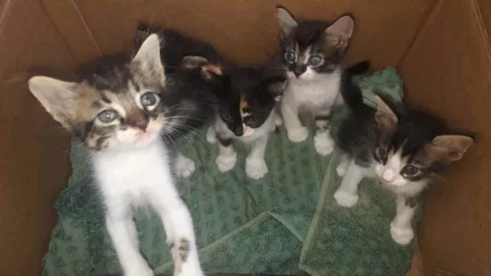 Gato raça Srd idade Abaixo de 2 meses nome Bebês 98639-4348