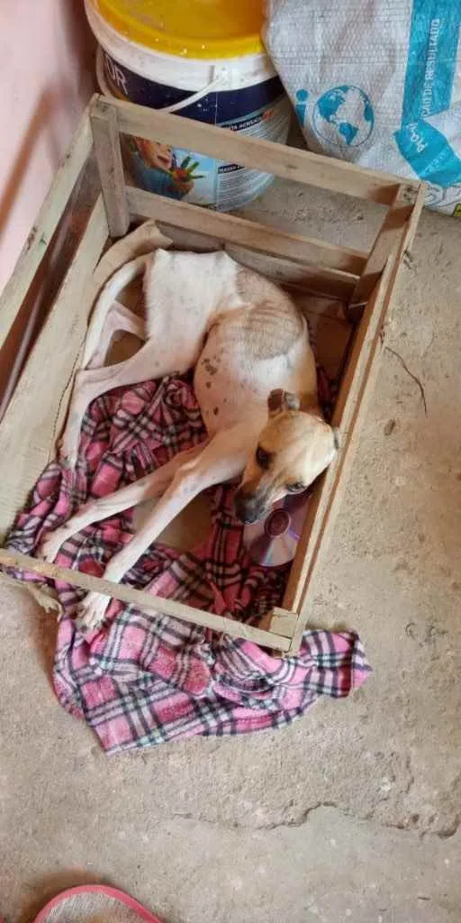 Cachorro raça Srd idade 1 ano nome Precisa de ajuda