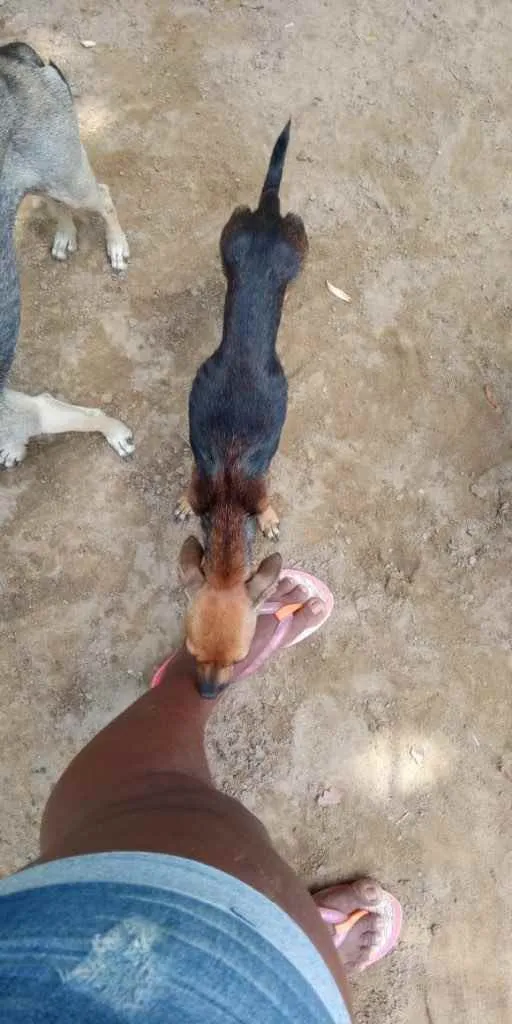 Cachorro raça Srd idade 1 ano nome Precisa de ajuda