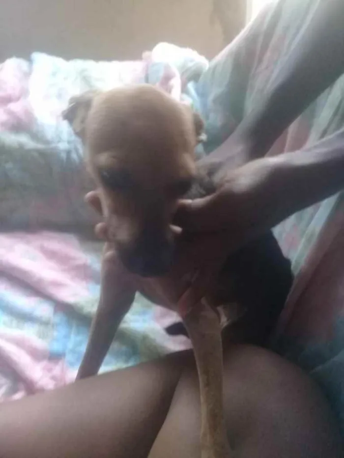 Cachorro raça Srd idade 1 ano nome Precisa de ajuda