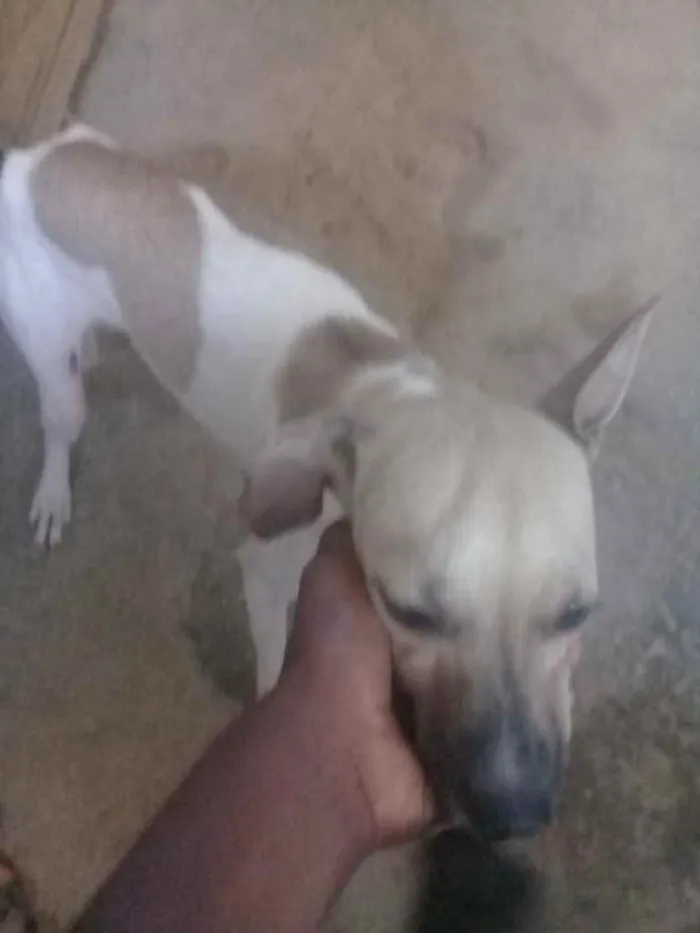 Cachorro raça Srd idade 1 ano nome Precisa de ajuda