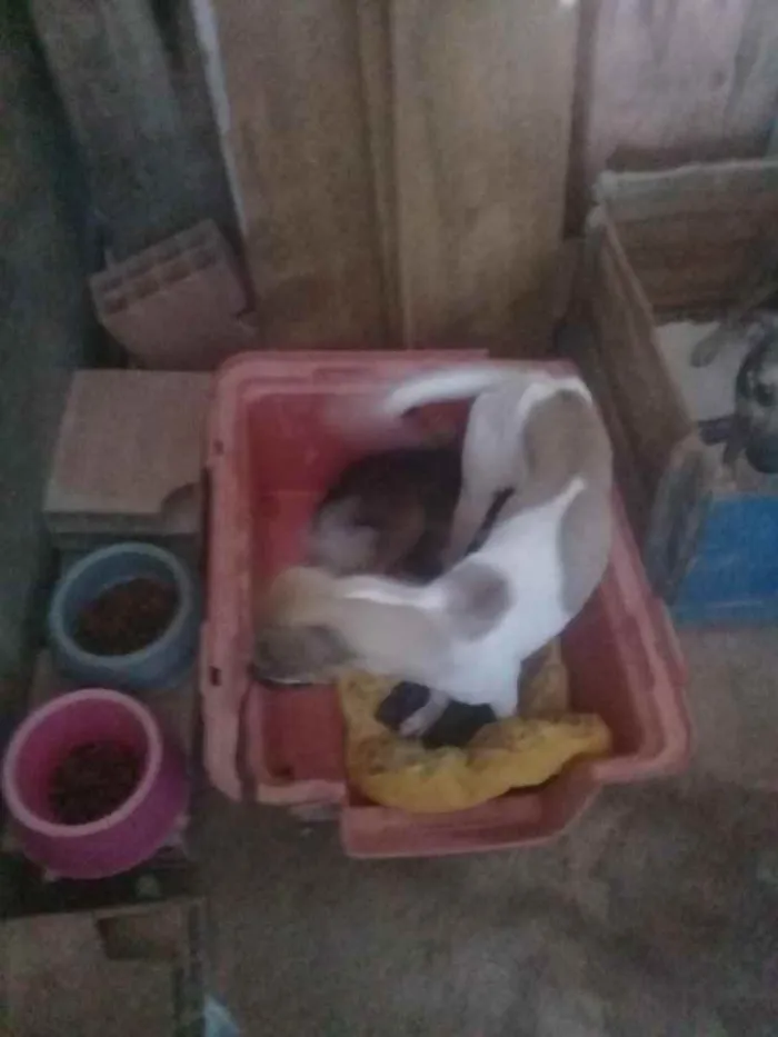 Cachorro raça Srd idade 1 ano nome Precisa de ajuda