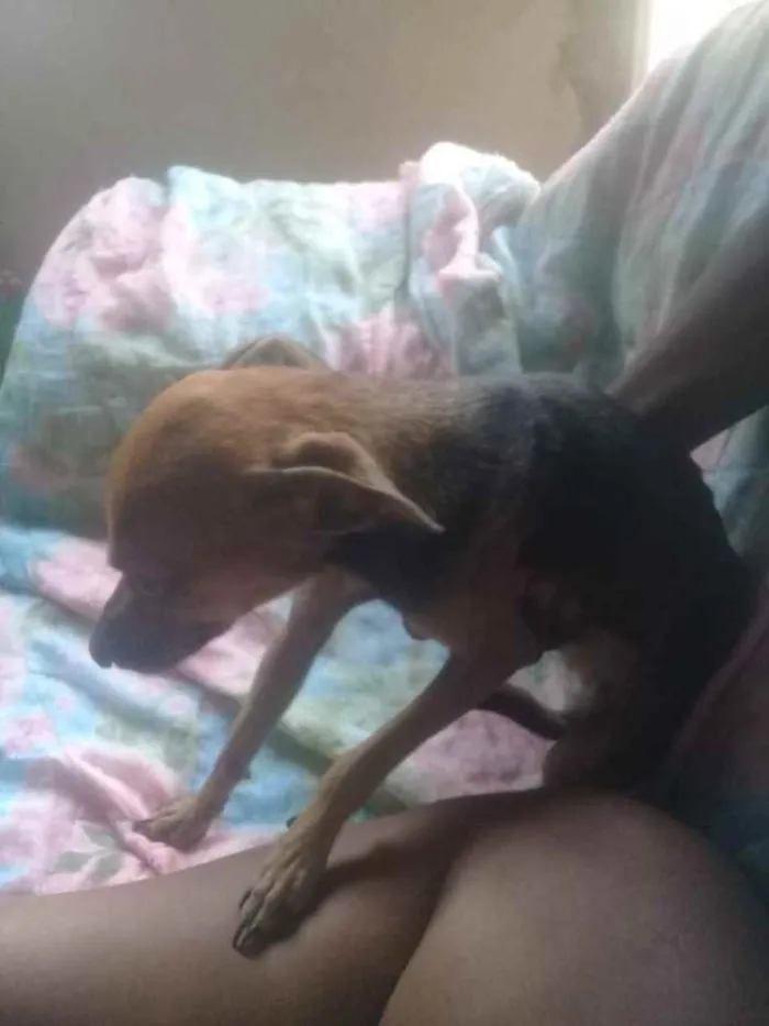 Cachorro raça Srd idade 1 ano nome Precisa de ajuda