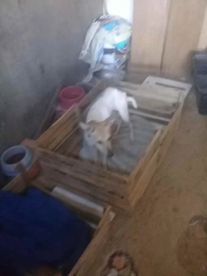 Cachorro raça Srd idade 1 ano nome Precisa de ajuda