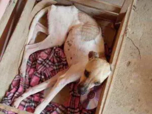 Cachorro raça Srd idade 1 ano nome Precisa de ajuda