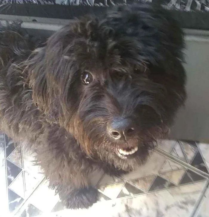 Cachorro raça Srd idade 1 ano nome Aila