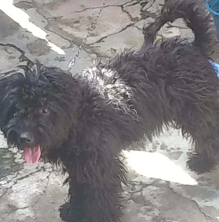 Cachorro raça Srd idade 1 ano nome Aila