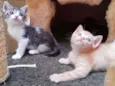 Mimi e Rubi
