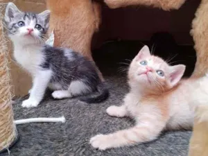 Gato raça SRD-ViraLata idade Abaixo de 2 meses nome Mimi e Rubi