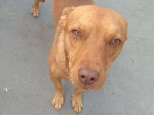 Cachorro raça Vira lata idade 2 anos nome Jony