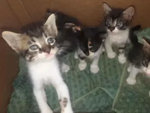 Gato raça Srd idade Abaixo de 2 meses nome Bebês 98639-4348