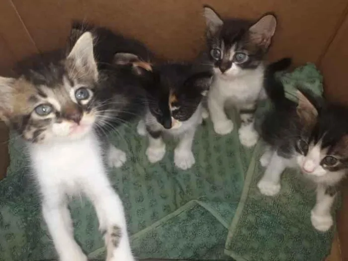 Gato raça Srd idade Abaixo de 2 meses nome Bebês 98639-4348