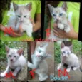 Gatos