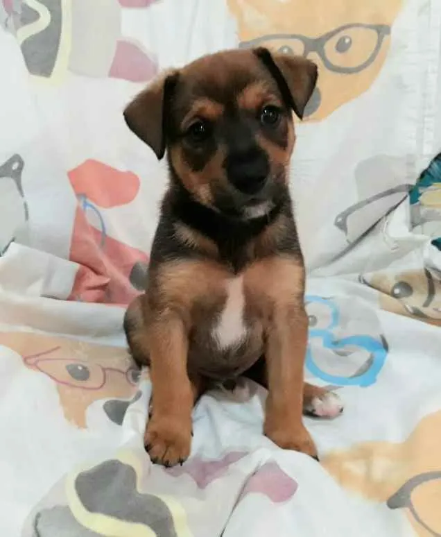 Cachorro raça Sem raça definida  idade Abaixo de 2 meses nome Filhotes para Adoção
