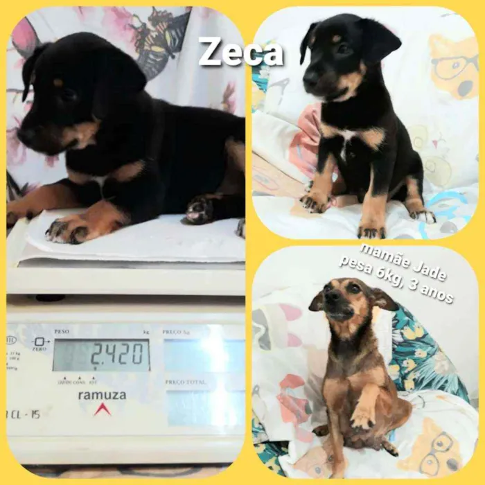 Cachorro raça Sem raça definida  idade Abaixo de 2 meses nome Filhotes para Adoção