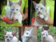 Gatos