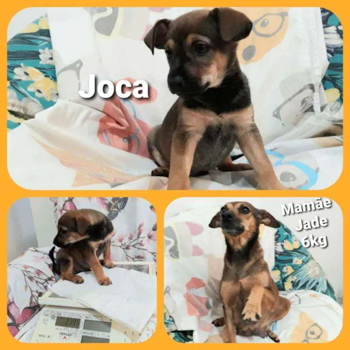 Filhotes para Adoção