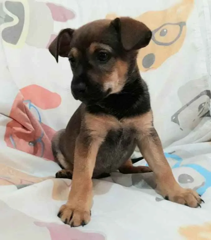 Cachorro raça Sem raça definida  idade Abaixo de 2 meses nome Filhotes para Adoção