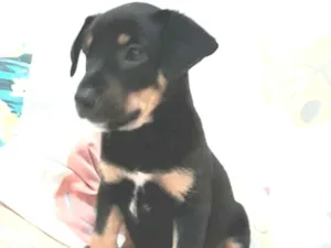 Cachorro raça Sem raça definida  idade Abaixo de 2 meses nome Filhotes para Adoção