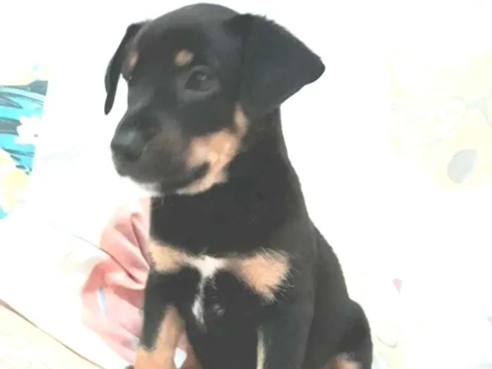 Cachorro raça Sem raça definida  idade Abaixo de 2 meses nome Filhotes para Adoção