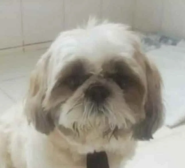 Cachorro ra a Mestiço  idade 6 ou mais anos nome Luke 