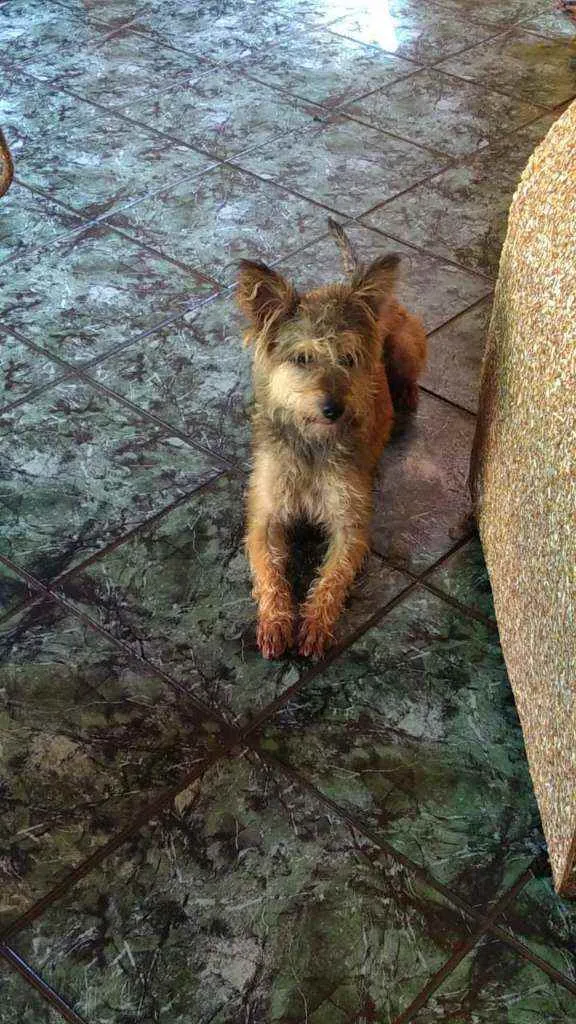 Cachorro raça  idade 1 ano nome Zigh 