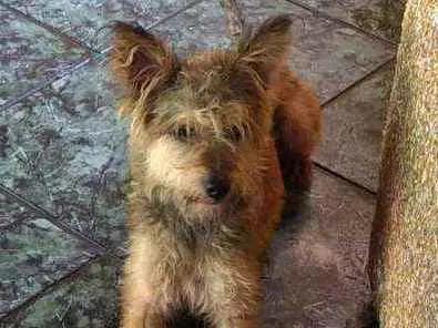 Cachorro raça  idade 1 ano nome Zigh 