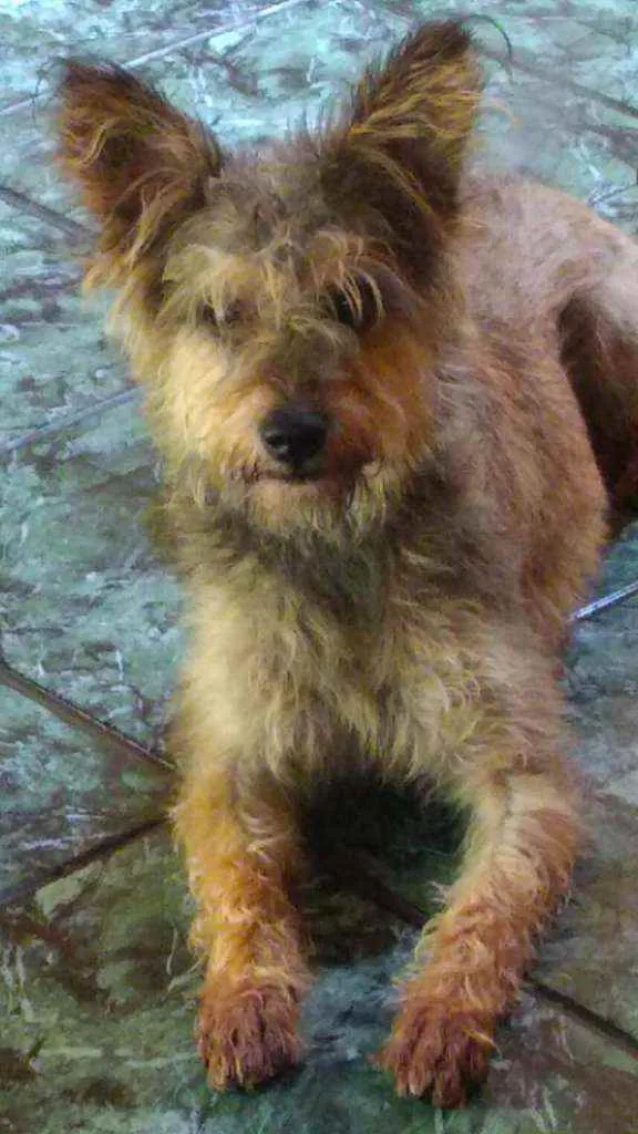 Cachorro raça  idade 1 ano nome Zigh 