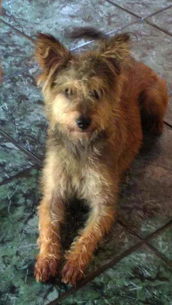 Cachorro raça  idade 1 ano nome Zigh 