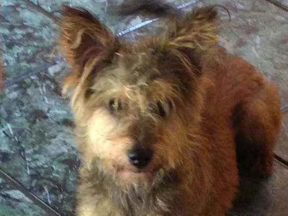 Cachorro raça  idade 1 ano nome Zigh 