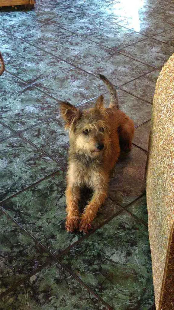 Cachorro raça  idade 1 ano nome Zigh 