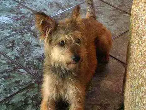 Cachorro raça  idade 1 ano nome Zigh 