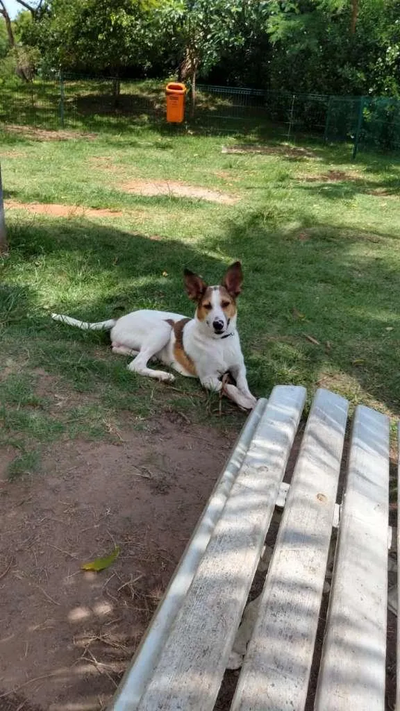 Cachorro ra a SRD-ViraLata idade 1 ano nome Bobby