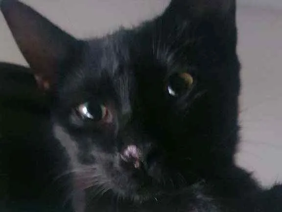 Gato ra a SRD idade 2 a 6 meses nome Bola8