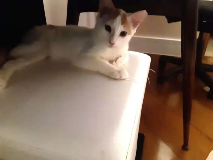 Gato raça srd idade 2 a 6 meses nome Branquinho