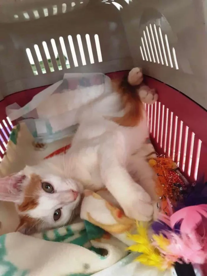 Gato raça srd idade 2 a 6 meses nome Branquinho