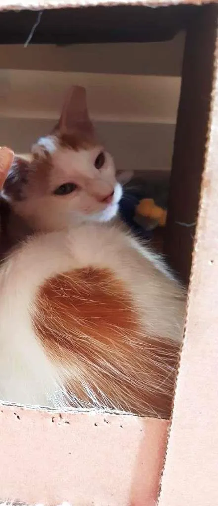 Gato raça srd idade 2 a 6 meses nome Branquinho