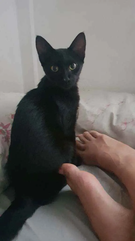 Gato ra a SRD idade 2 a 6 meses nome Bola8