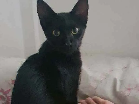Gato ra a SRD idade 2 a 6 meses nome Bola8