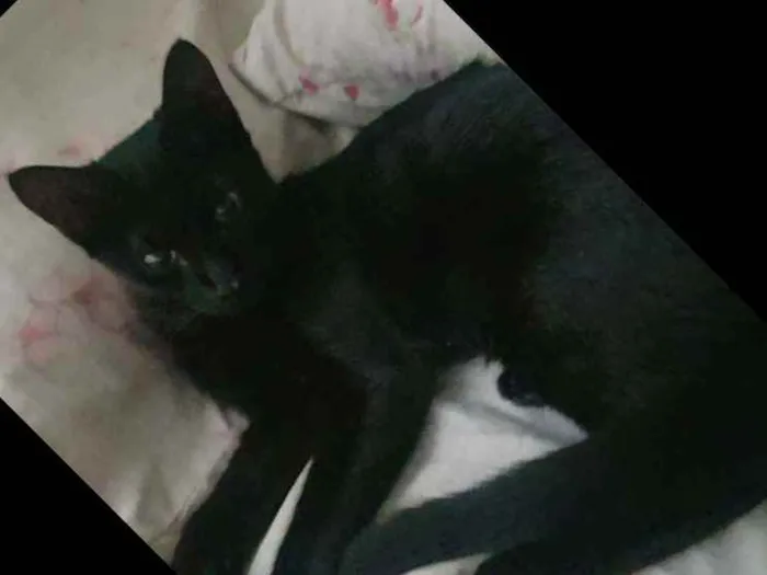 Gato ra a SRD idade 2 a 6 meses nome Bola8