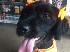 Cachorro raça Poodle ( mestiça) idade 2 anos nome Melissa 