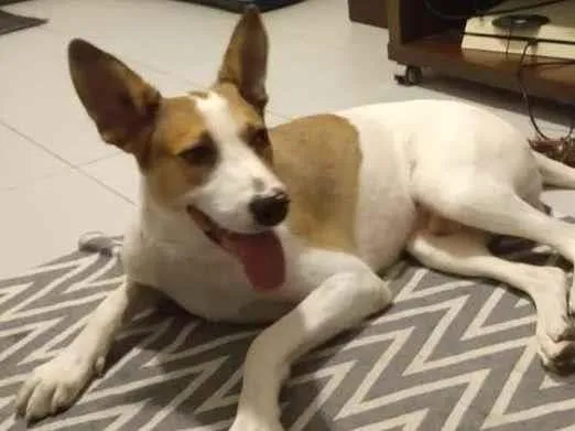 Cachorro ra a SRD-ViraLata idade 1 ano nome Bobby