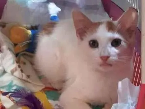 Gato raça srd idade 2 a 6 meses nome Branquinho
