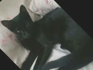 Gato raça SRD idade 2 a 6 meses nome Bola8