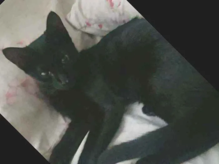 Gato ra a SRD idade 2 a 6 meses nome Bola8